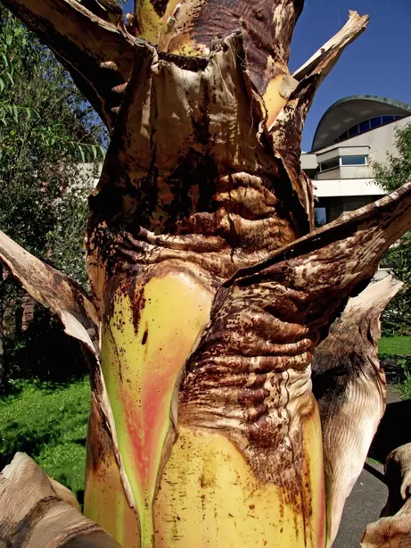 Cook Snap von kochcode-team