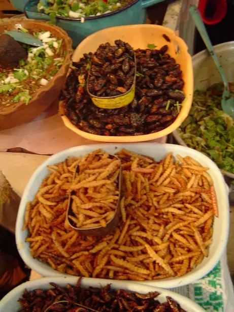 Foto von Mexikanische Escamoles mit Epazote – fertig angerichtet