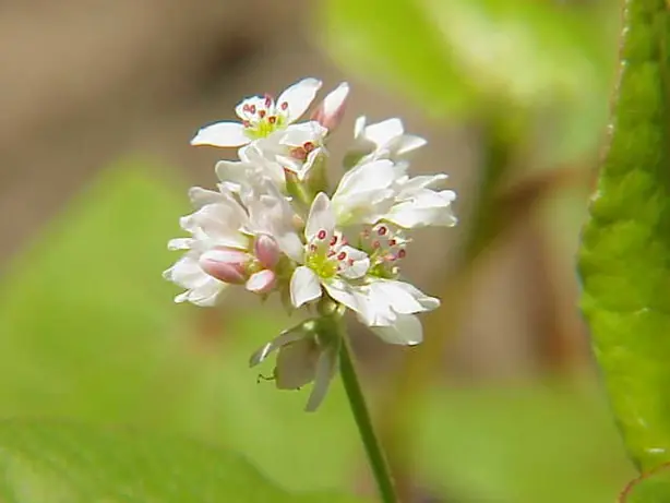 Cook Snap von kochcode-team