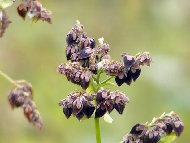 Cook Snap von kochcode-team