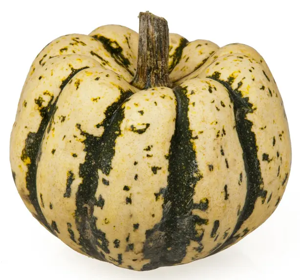 Cook Snap von kochcode-team