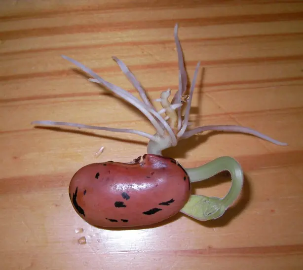 Foto von Steirischer Käferbohnensalat klassisch – fertig angerichtet