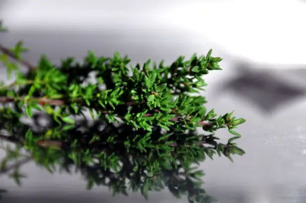 Foto von Klassische Kräuter der Provence – fertig angerichtet