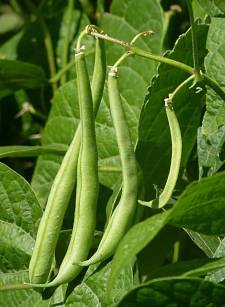 Cook Snap von kochcode-team