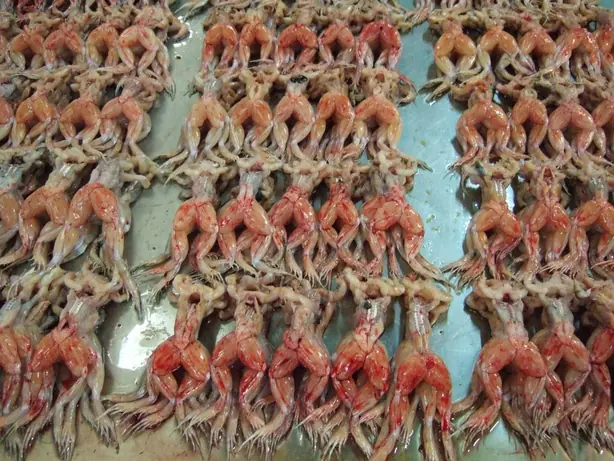 Cook Snap von kochcode-team