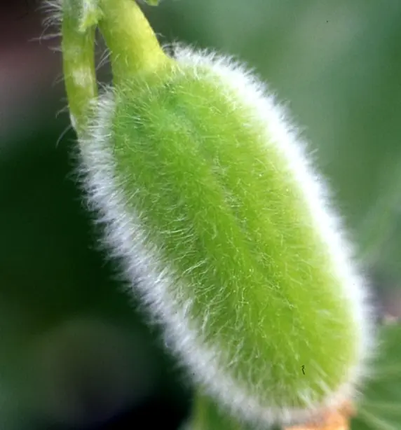 Cook Snap von kochcode-team