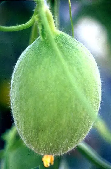 Foto von Apulischer Barattiere-Salat – fertig angerichtet