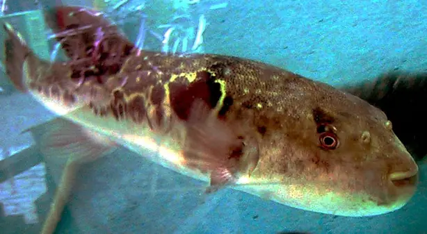 Cook Snap von kochcode-team