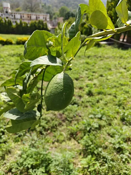 Cook Snap von kochcode-team