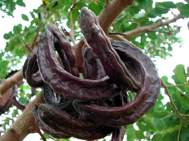 Cook Snap von kochcode-team