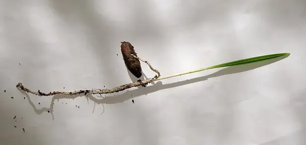 Cook Snap von kochcode-team