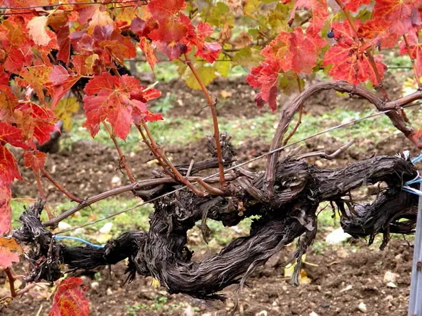 Foto von Pfälzer Weinknorzen mit Speck – fertig angerichtet