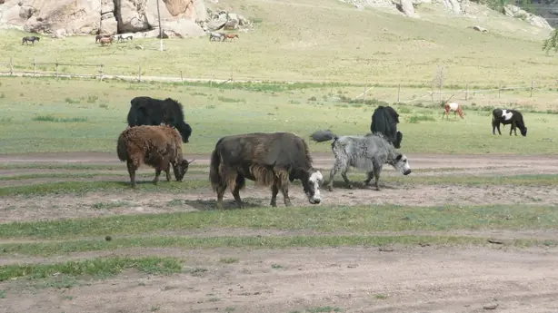Foto von Mongolischer Rahm Öröm – fertig angerichtet