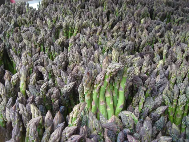 Green Asparagus New York 11 May 2006 – Foto: RyanFreisling (PUBLIC DOMAIN)