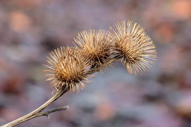 Grote klit of grote klis (Arctium lappa) 19-01-2026. (d.j.b.) – Foto: Famberhorst (CC BY-SA 4.0)