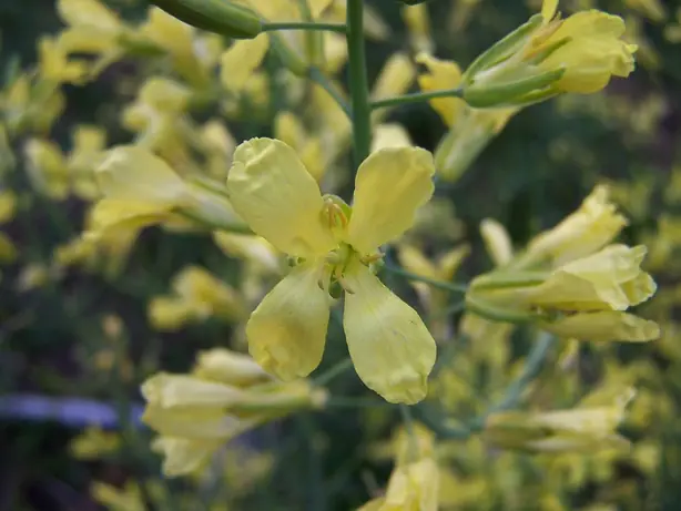 Cook Snap von kochcode-team