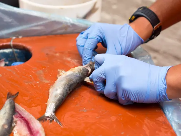 Cook Snap von kochcode-team