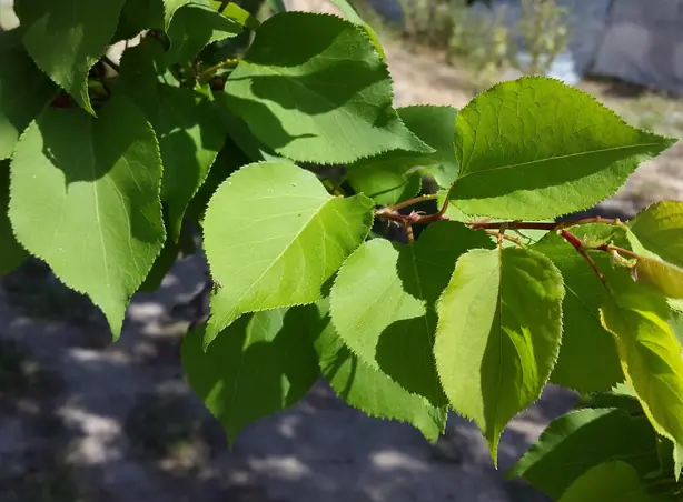 Healthy leaves of apricot (cropped) – Foto: Shuhrataxmedov (CC BY-SA 3.0)