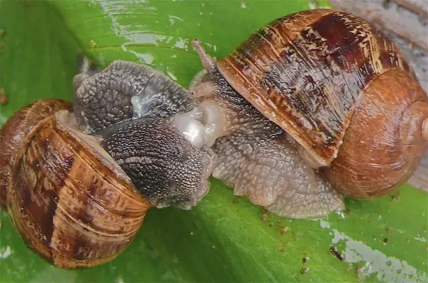 Cook Snap von kochcode-team