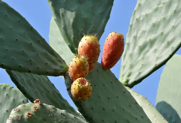 Cook Snap von kochcode-team