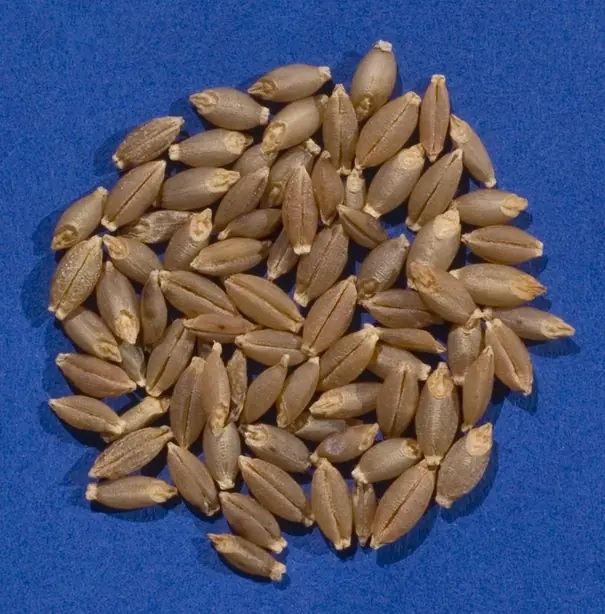 Cook Snap von kochcode-team