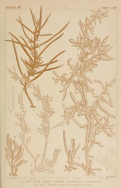 Cook Snap von kochcode-team