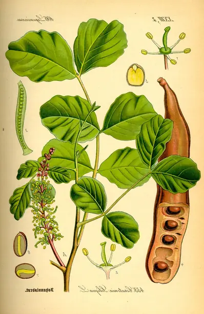 Cook Snap von kochcode-team