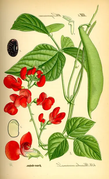 Cook Snap von kochcode-team