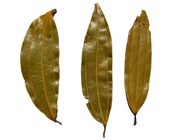 Foto von Klassische Bay Leaf Suppe aus Italien – fertig angerichtet