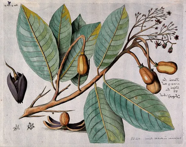 Foto von Indischer Holzapfel-Sherbet klassisch – fertig angerichtet