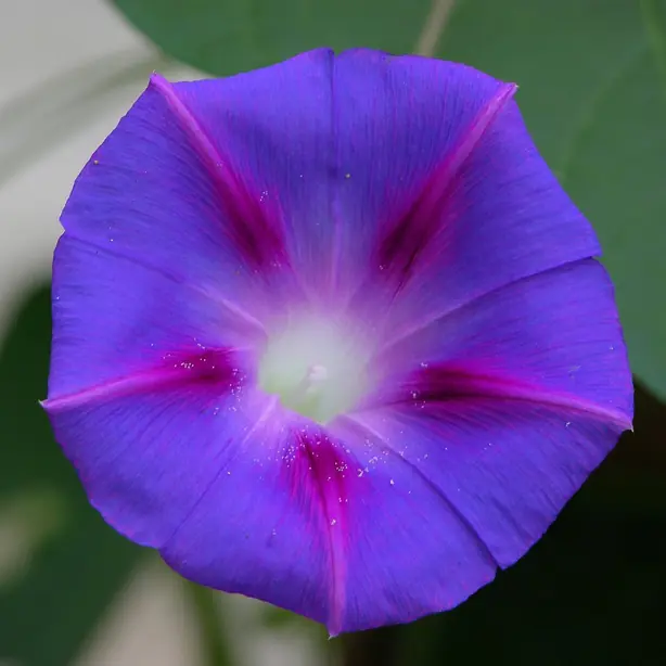 Cook Snap von kochcode-team