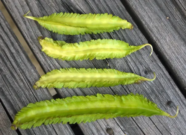 Cook Snap von kochcode-team