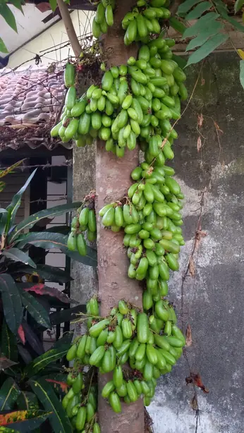 Cook Snap von kochcode-team