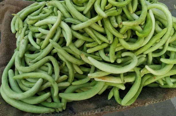 Kakdi – Foto: Ravi Dwivedi (CC BY-SA 4.0)