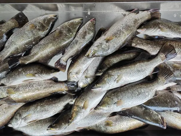 Cook Snap von kochcode-team