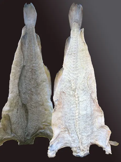 Cook Snap von kochcode-team