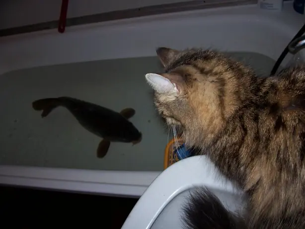 Foto von Panierter Weihnachtskarpfen klassisch – fertig angerichtet