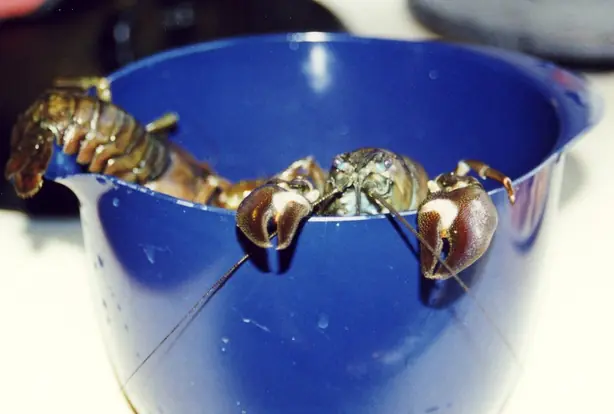 Cook Snap von kochcode-team