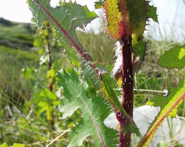 Lactuca virosa 20052001 – Foto: H. Brisse (upload by Abalg) (CC BY-SA 3.0)