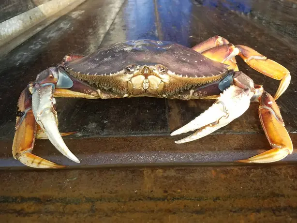 Cook Snap von kochcode-team