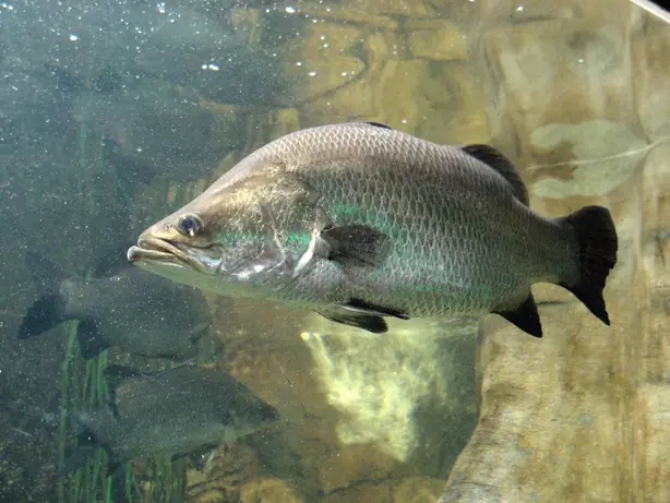 Cook Snap von kochcode-team