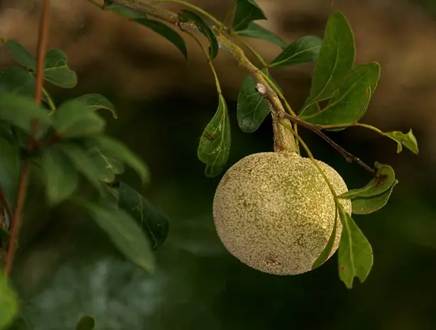 Cook Snap von kochcode-team