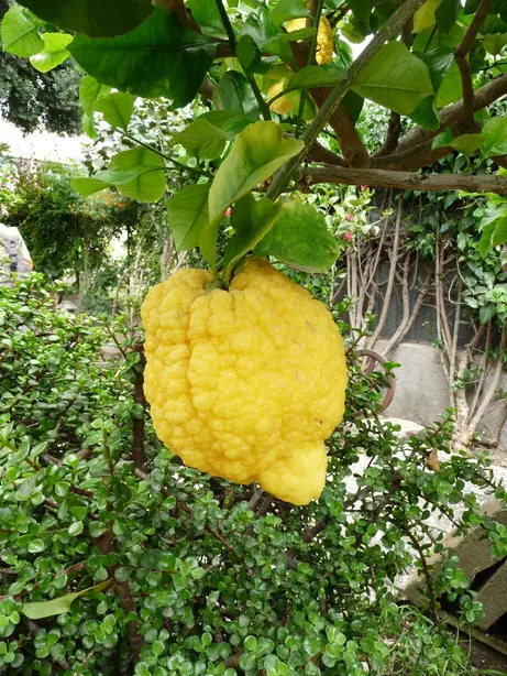 Cook Snap von kochcode-team