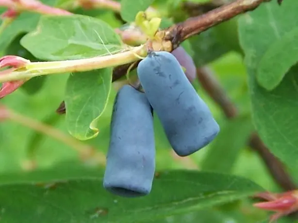 Cook Snap von kochcode-team