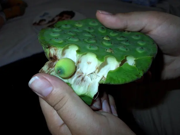 Cook Snap von kochcode-team