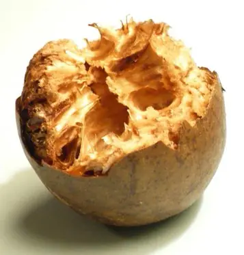 Cook Snap von kochcode-team