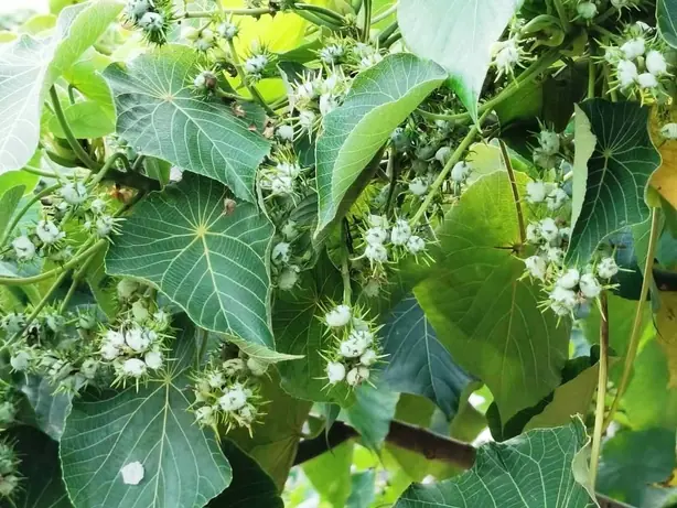 Foto von Ilocano-Basí: Traditioneller philippinischer Zuckerrohr-Schnaps – fertig angerichtet