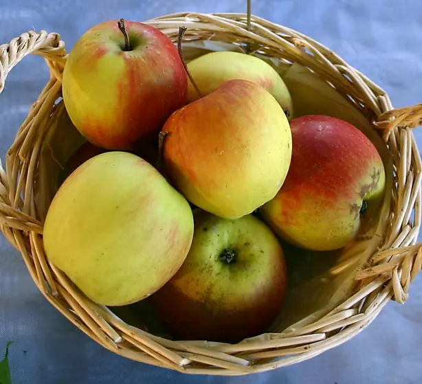 Cook Snap von kochcode-team