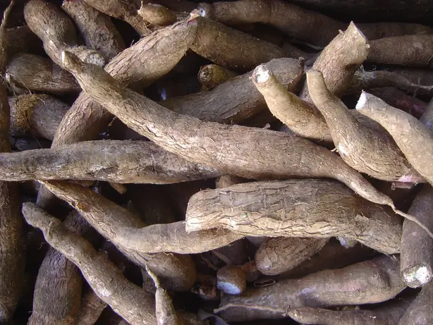 Cook Snap von kochcode-team