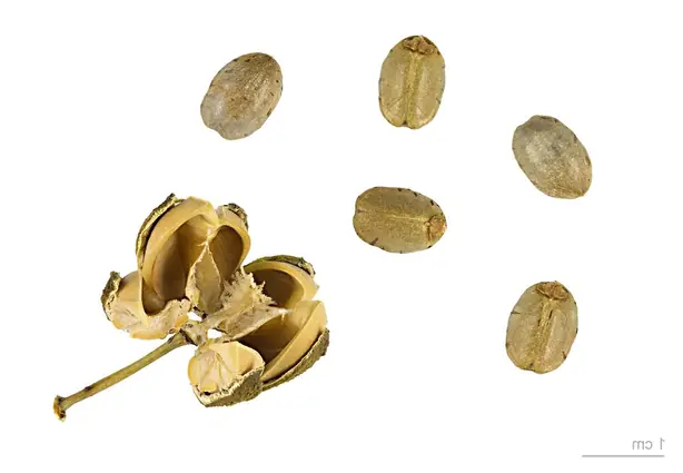 Cook Snap von kochcode-team